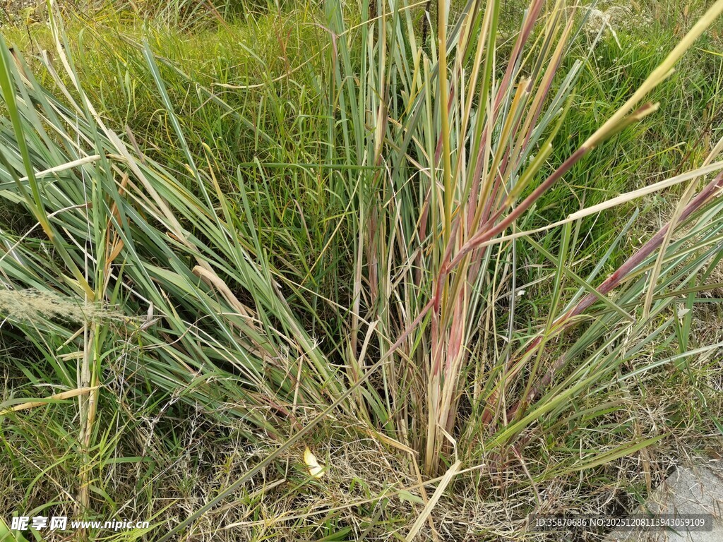 野外生长的特色草本植物