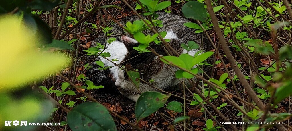 绿叶间的白色花朵