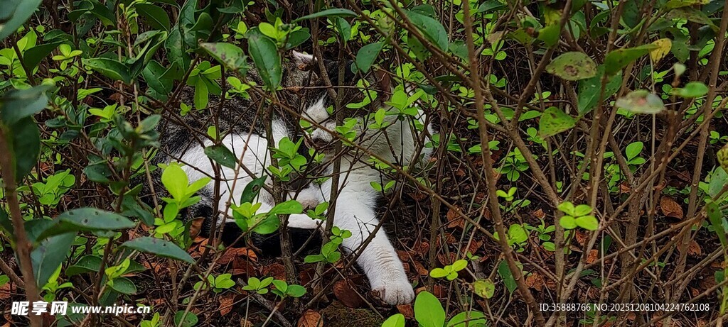 绿叶间的白色花朵