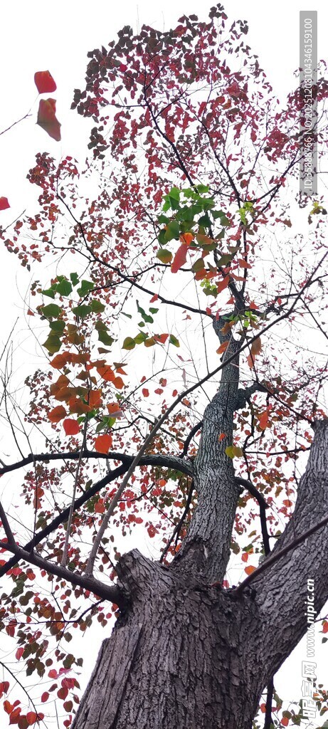 繁花满树的粗壮树木