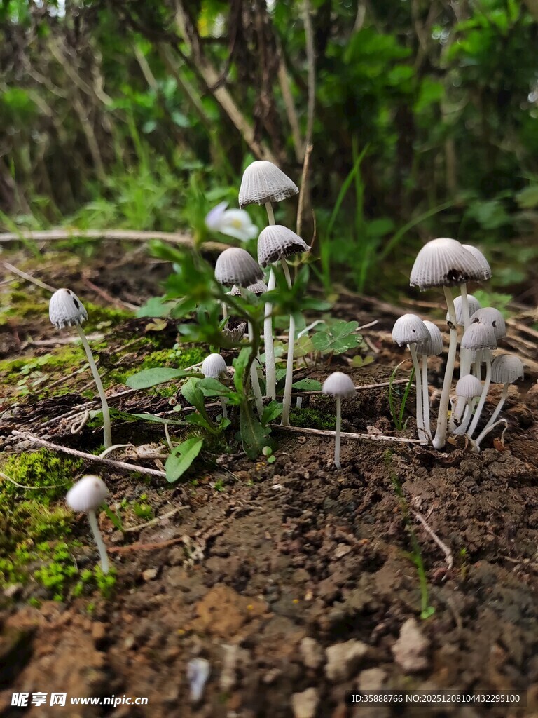 林间小蘑菇的清新景致
