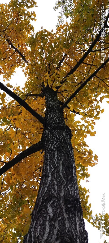 秋日挺拔银杏树