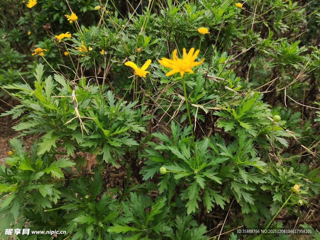 绿叶丛中的黄色小花
