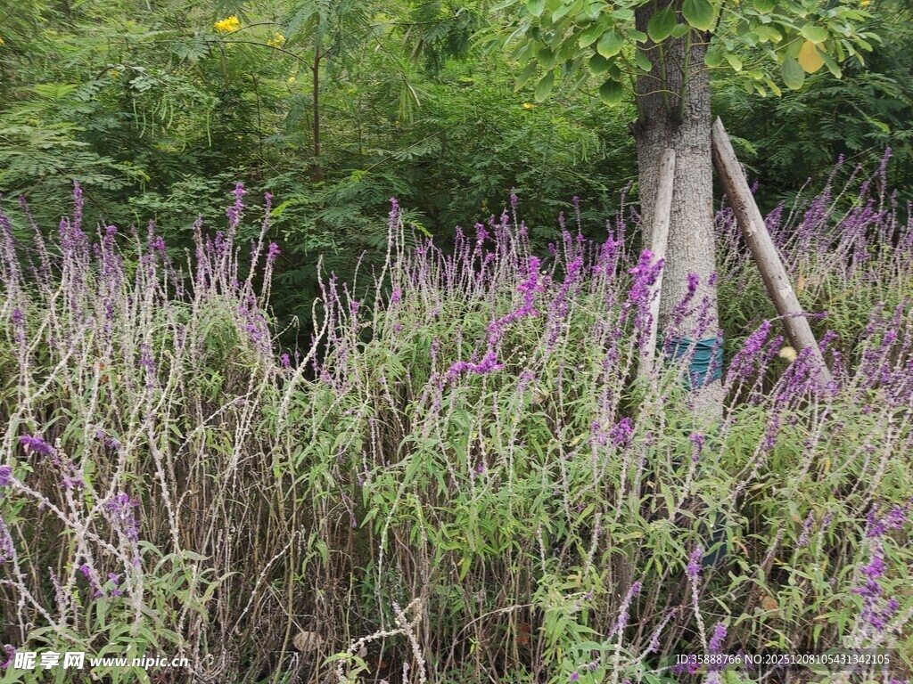 紫色花丛与周边绿植景观