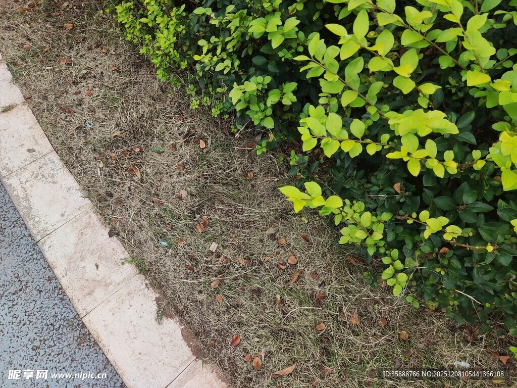 路边翠绿灌木景观