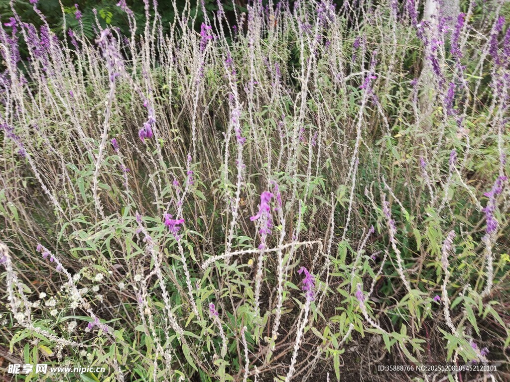 紫色薰衣草花田美景