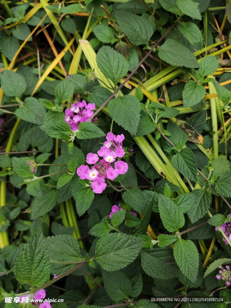 绿叶丛中的娇艳紫花