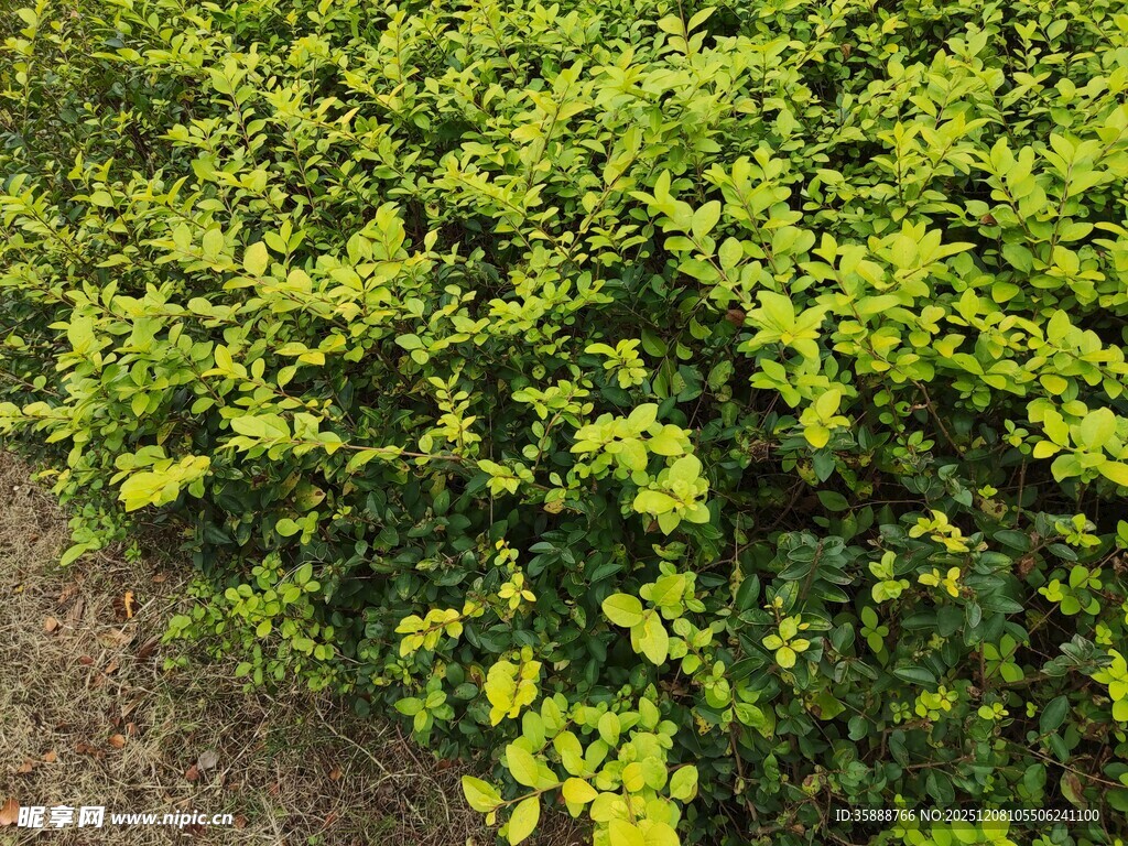 翠绿繁茂的灌木丛