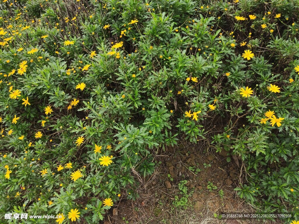 金黄小花绽放绿色草丛