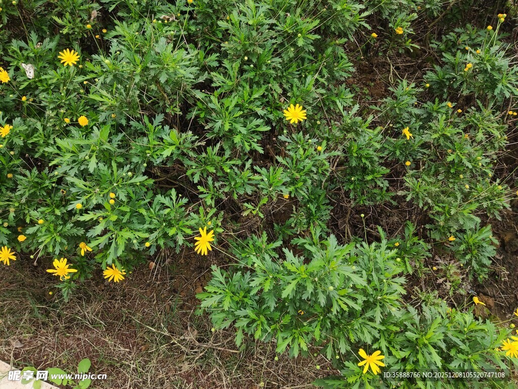 绿叶间绽放的黄色小花