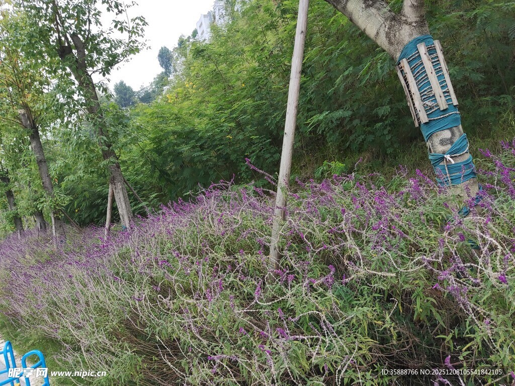 紫色花丛中的指示牌