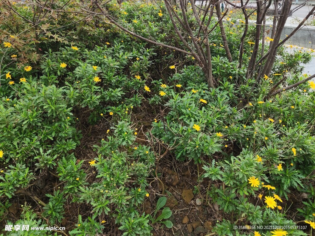 绿叶间绽放的黄色小花