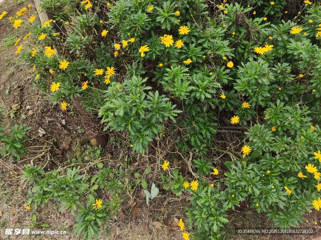 黄色小花丛中的生机景象