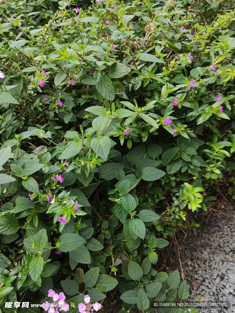 绿叶丛中的零星小花