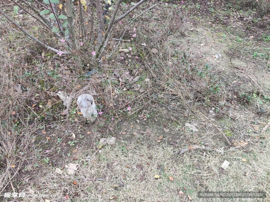 地面枯树与散落石块场景