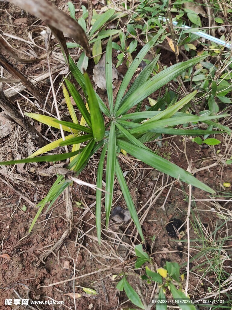 地面生长的绿色植物