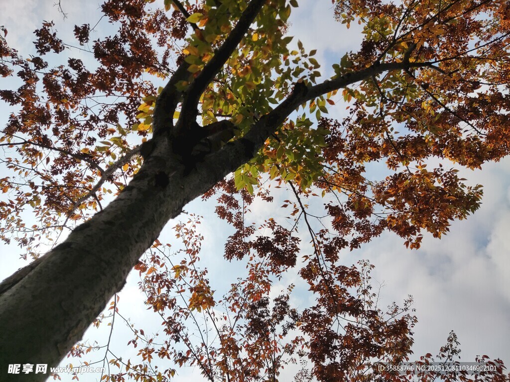 仰视秋日斑斓树冠