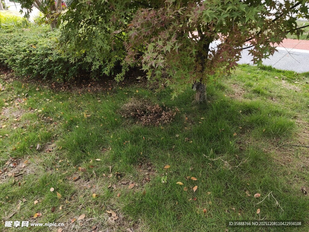 树下草地自然景致