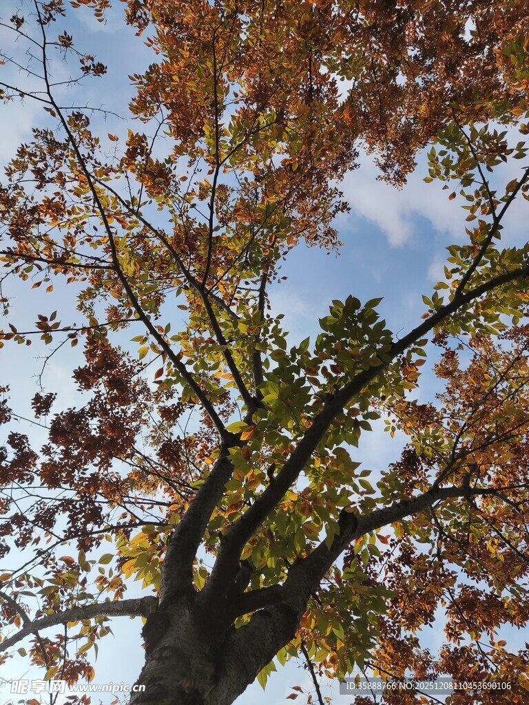 秋日树梢斑斓树叶映蓝天