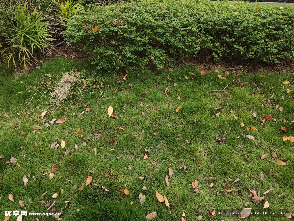 秋日草坪与绿植景观