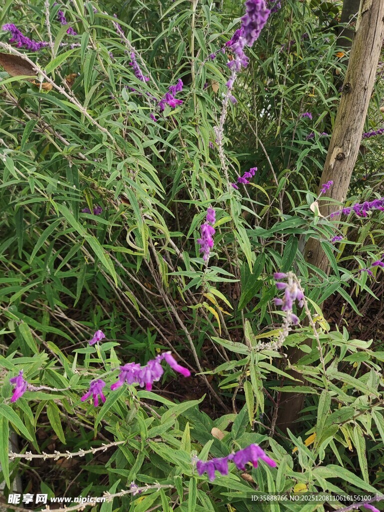 紫色花卉与绿植交织景象