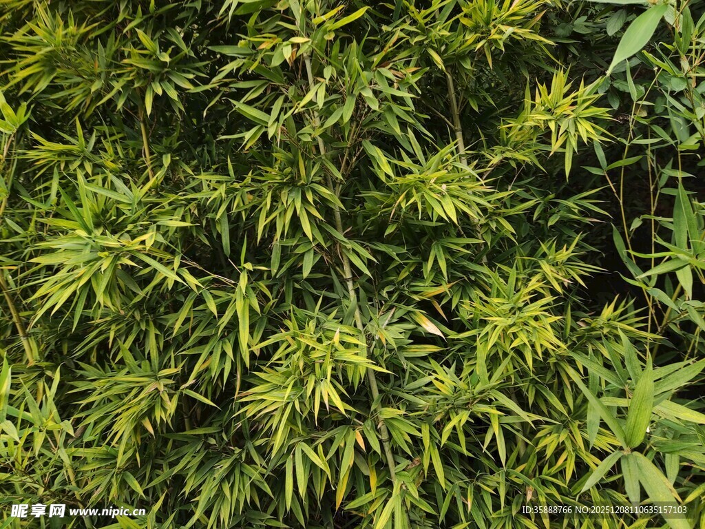 茂密翠绿的植物景观