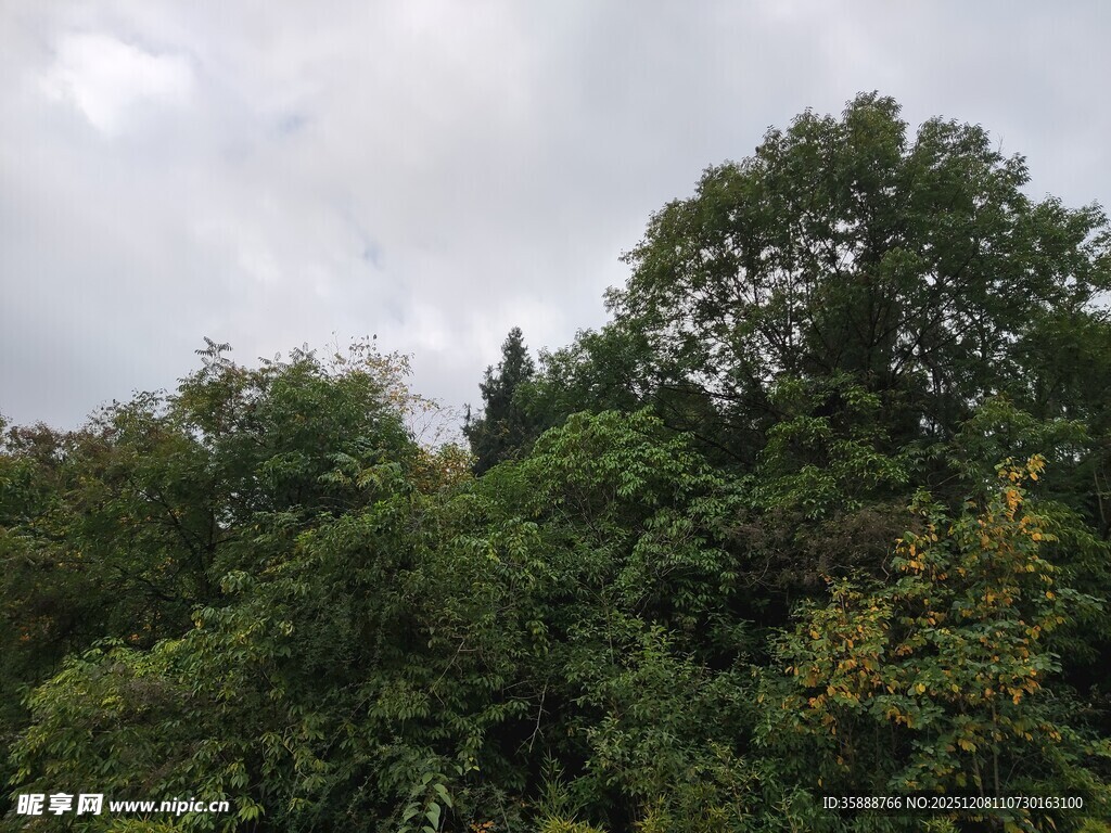 茂密树林中的绿意景致