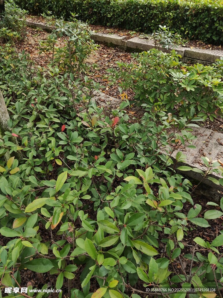 绿意盎然的植物景观