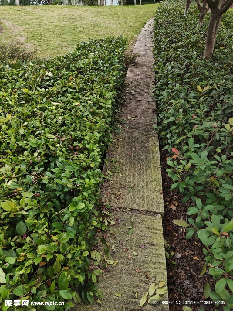 小径旁的繁茂绿植