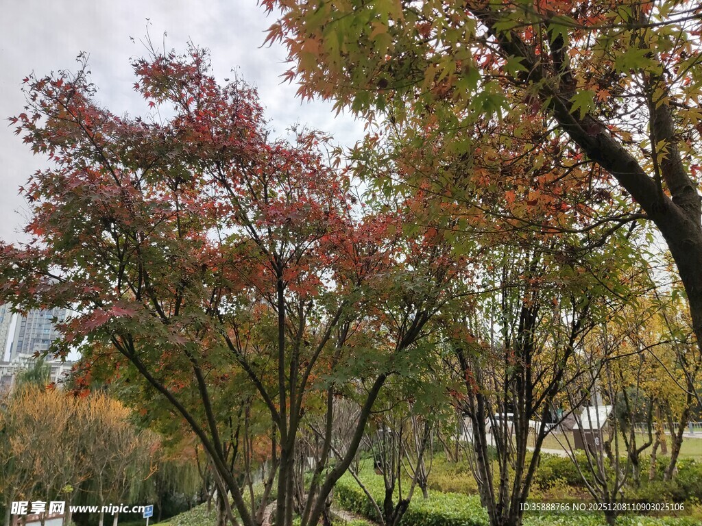 秋日多彩树林美景