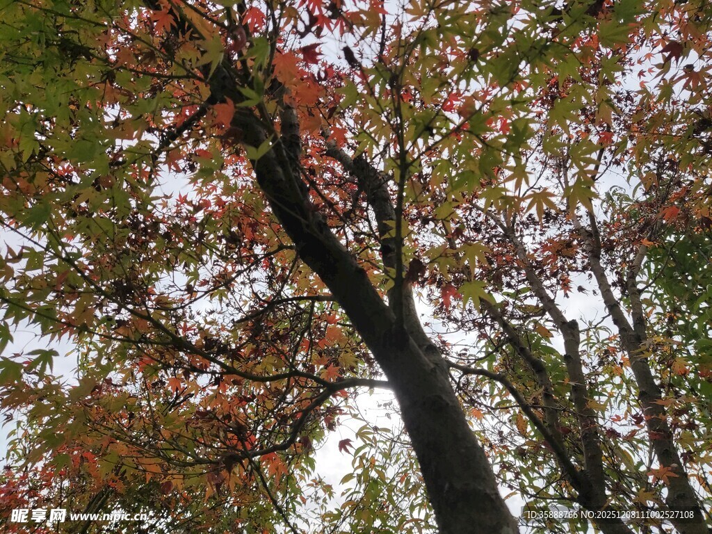 秋日红枫树枝美景