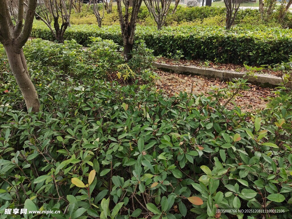 绿意盎然的园林植物景观