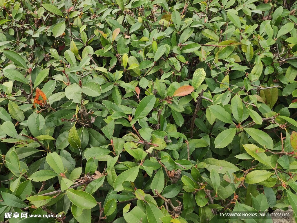 茂密绿叶植物景观