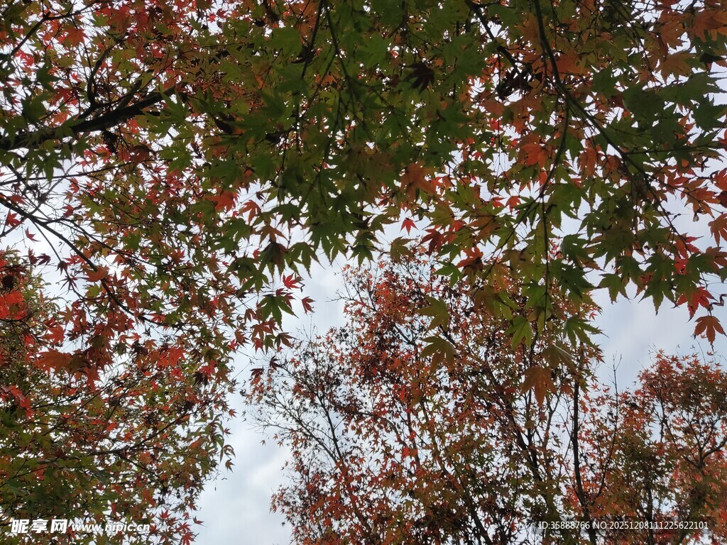 秋日树梢红叶与绿叶交织