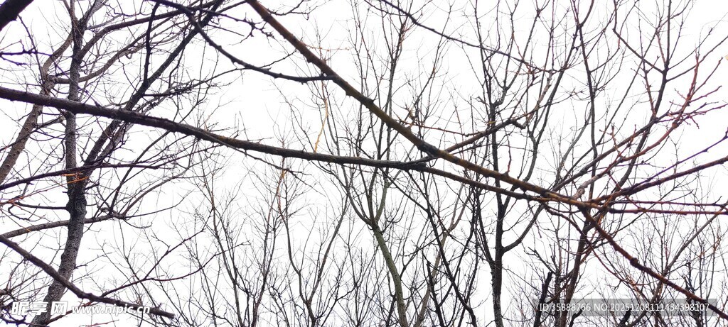 冬日枯树枝与电线景象