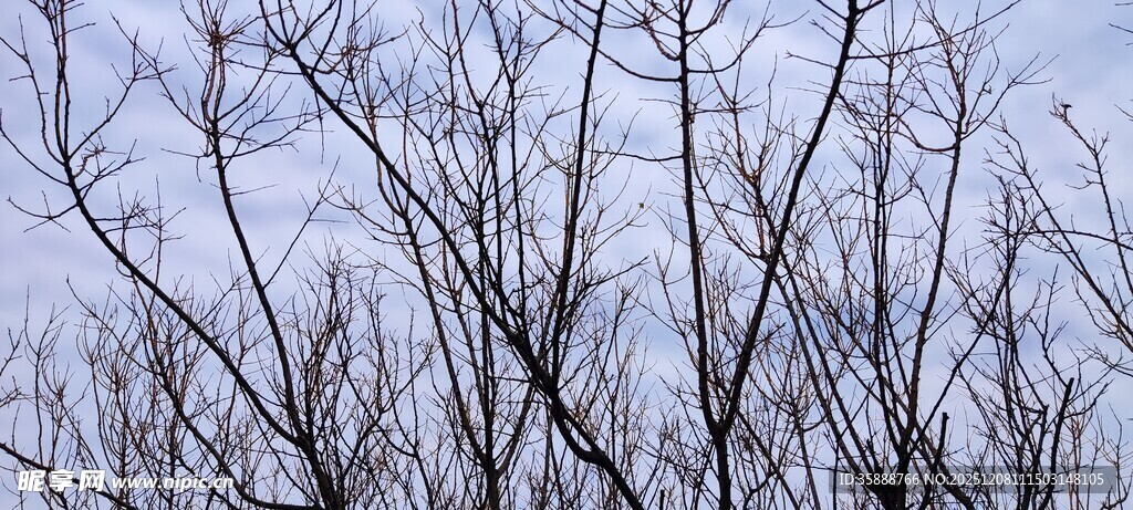冬日枯树枝干景象