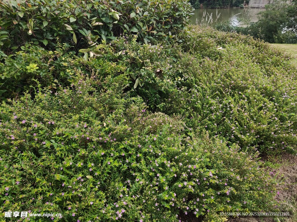 绿意盎然的繁茂植物景观