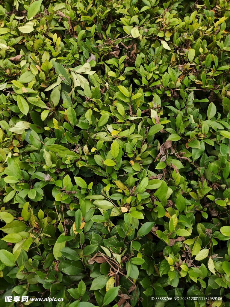 翠绿繁茂的地面植物景观