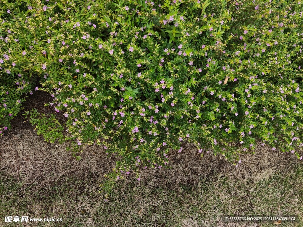 绿叶繁茂的地面植物景观