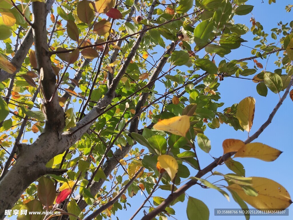 秋日枝头斑斓树叶