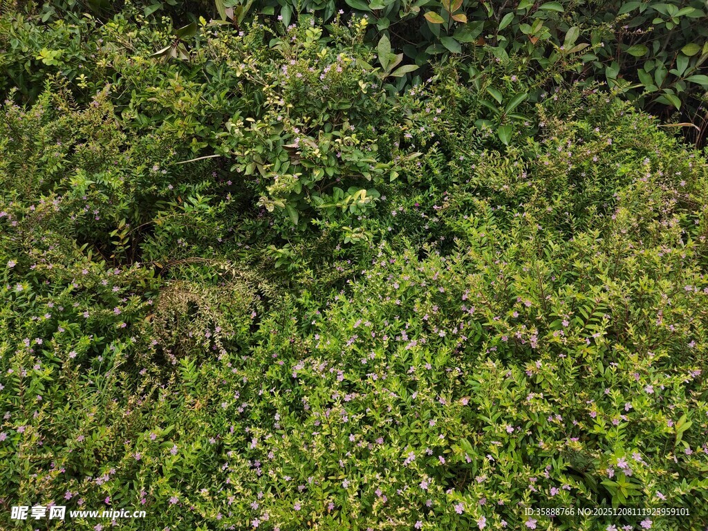 茂密绿植景观