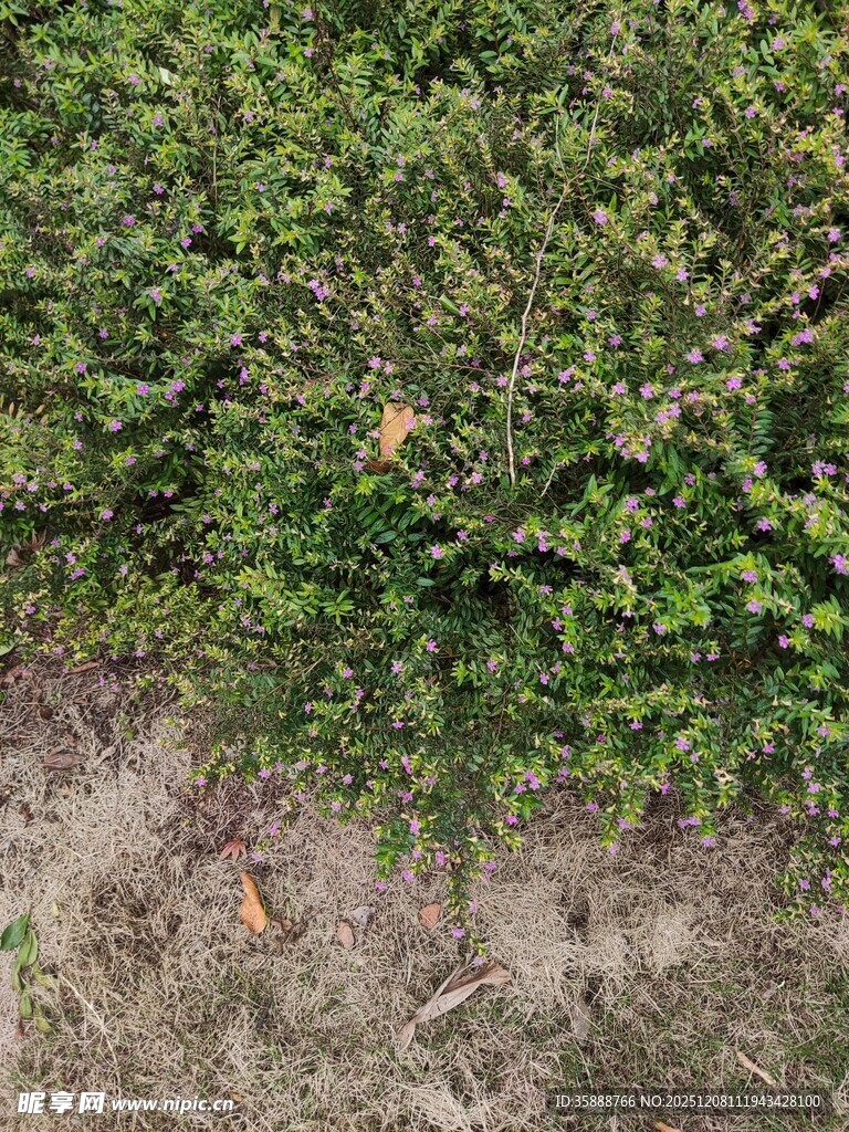 茂密绿植下的地面景象