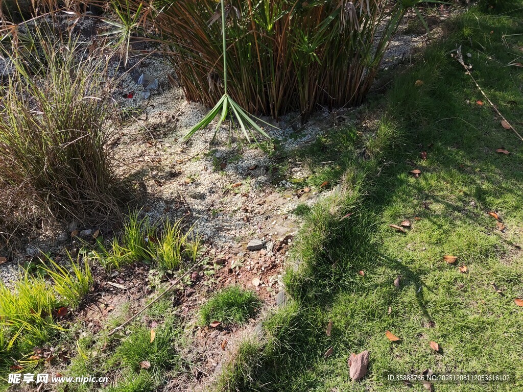 户外草地与植物景观