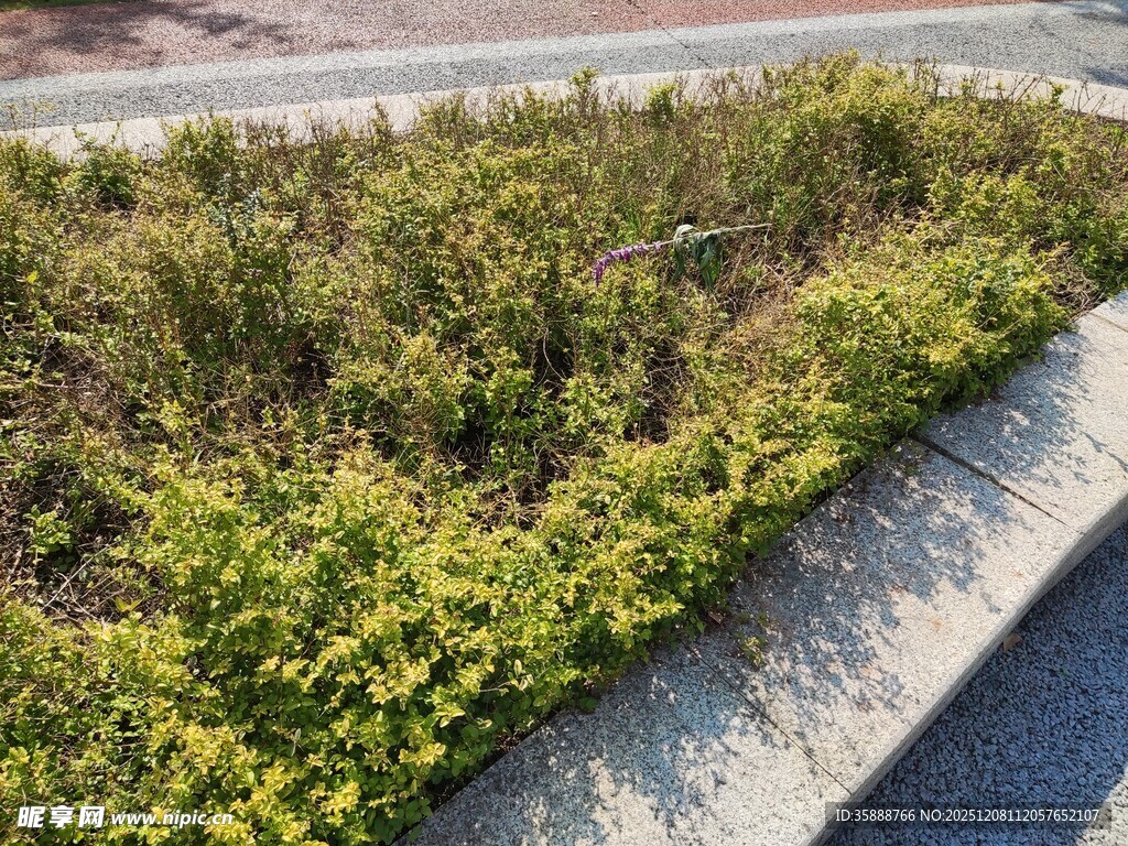 路边绿植景观