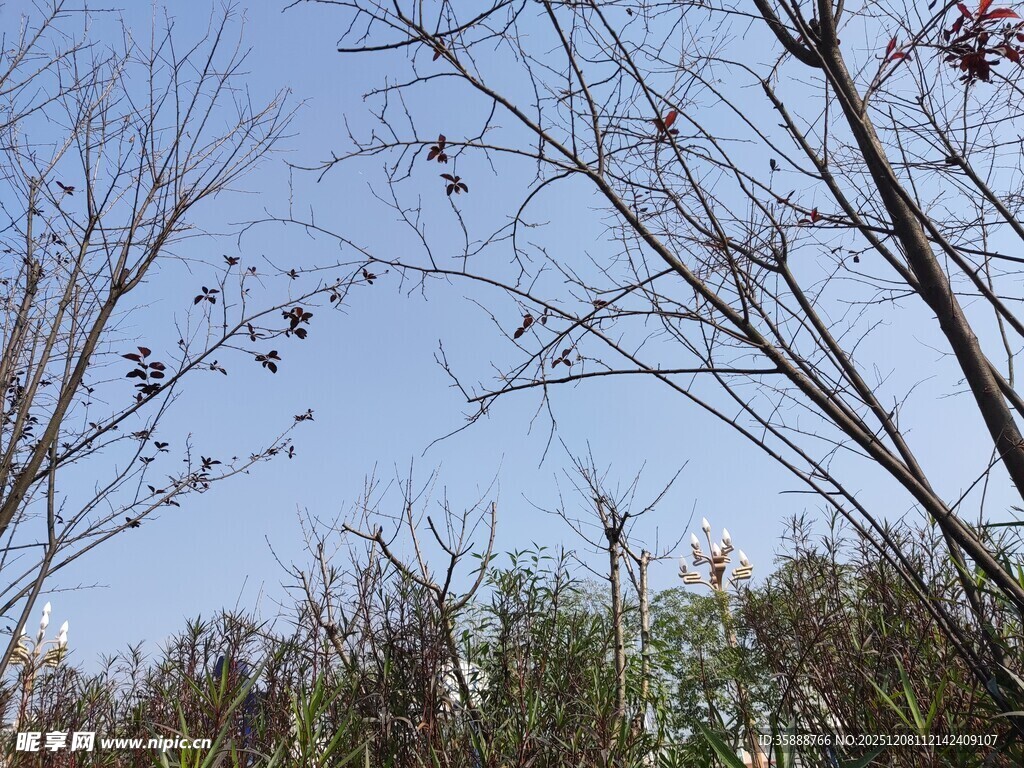 蓝天映衬下的树木枝干