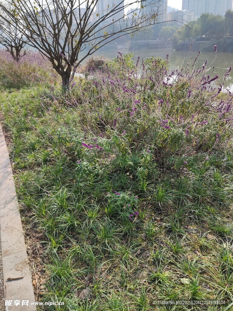 路边繁茂花草与树木景观
