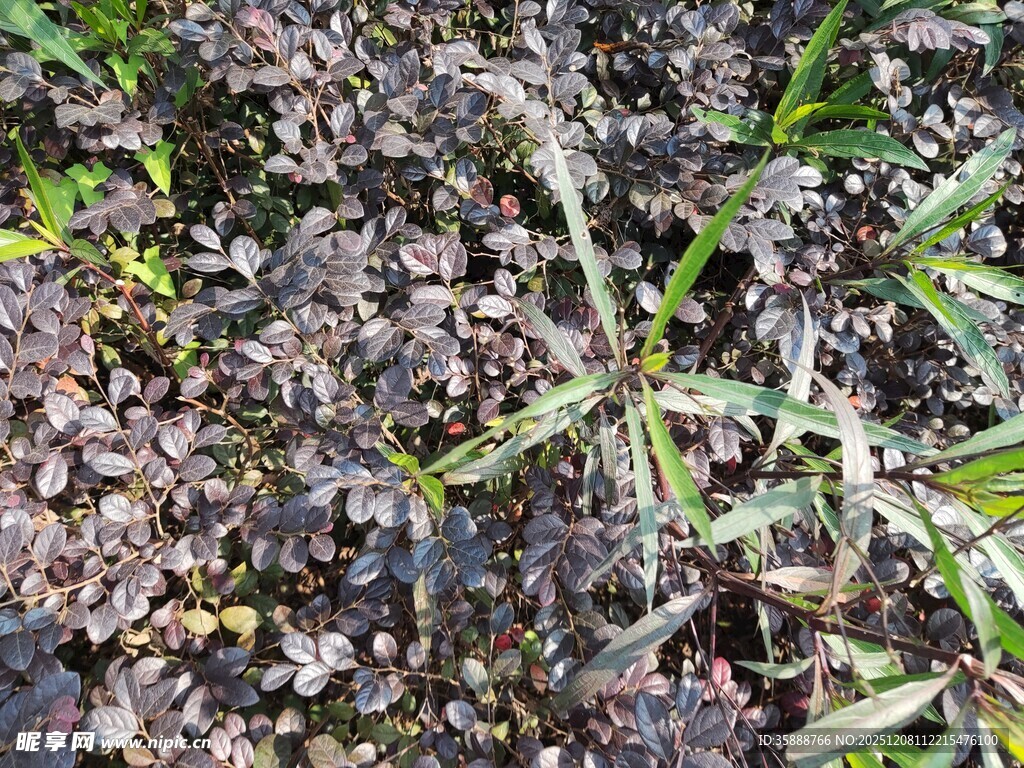 地面上的杂草与枯叶