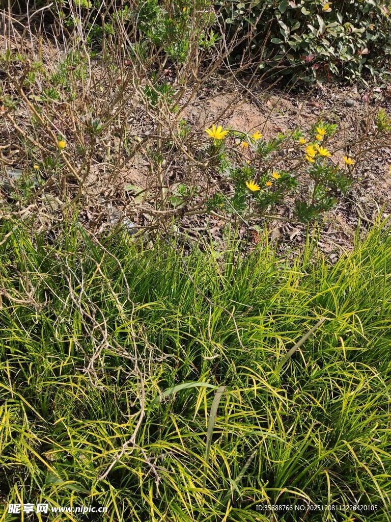 春日草地间的黄色小花