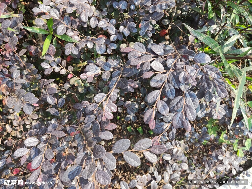 紫色叶片植物特写