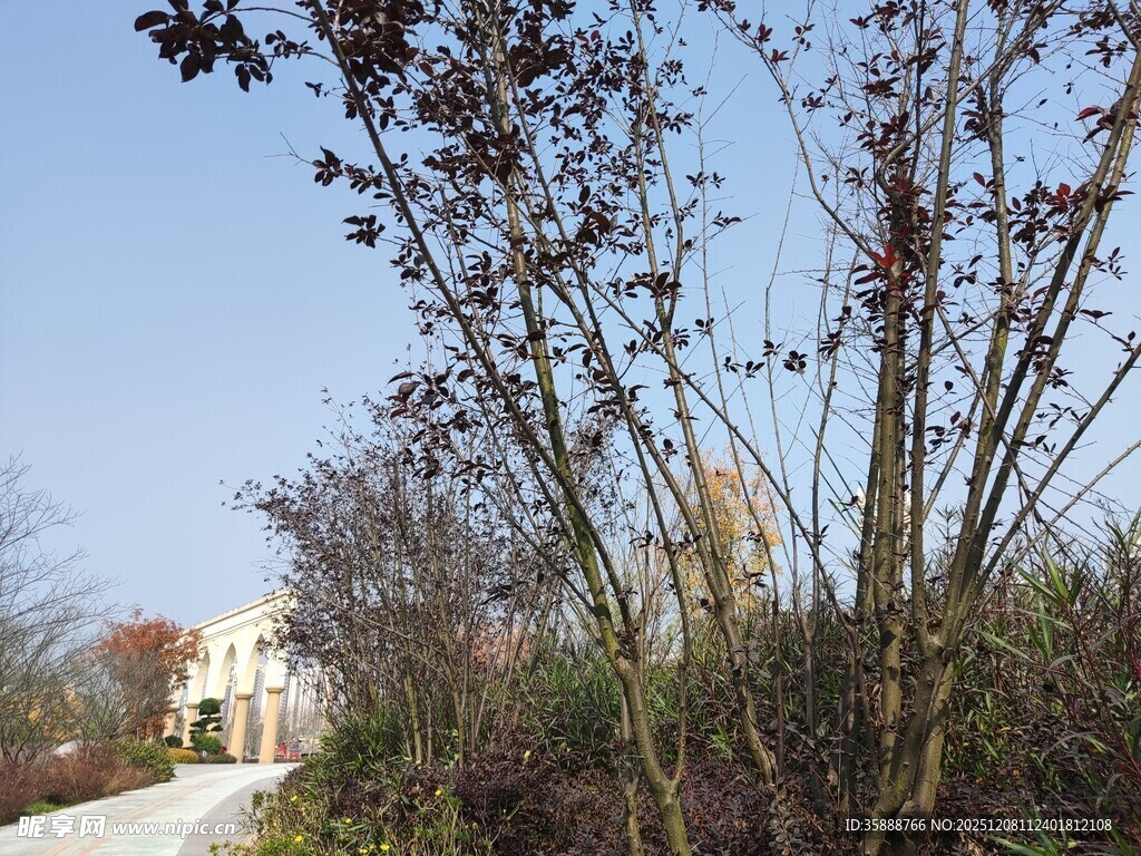 户外树木与远处建筑景观